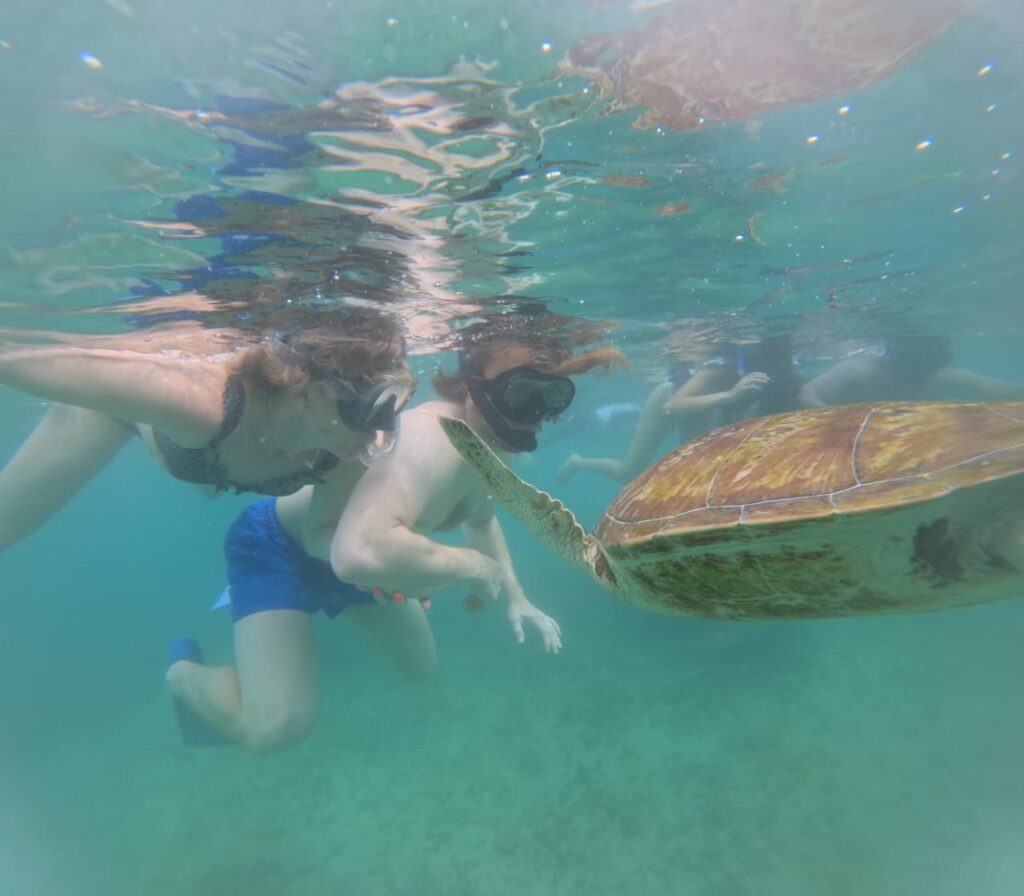 Swimming with Turtles