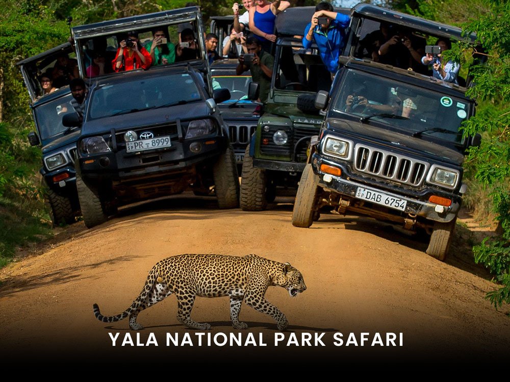 Yala-National-Park-Safari-small-group-tour-sri-lanka